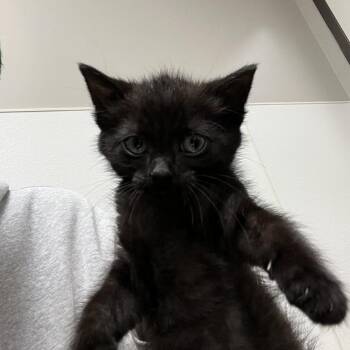 Bebop -  Domestic Short Hair Cat for Adoption in Detroit Lakes, Minnesota - Bebop | PetCurious