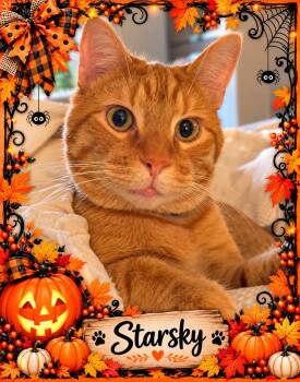 Starsky-2 yr old-AFFECTIONATE -  Domestic Short Hair and Tiger Cat for Adoption in Taylor Mill, Kentucky - Starsky-2 Yr Old-AFFECTIONATE | PetCurious