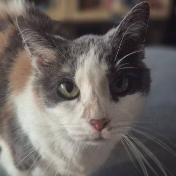 Rescue Domestic Short Hair Cats for Adoption in Silver Spring, Maryland - Barbara | PetCurious