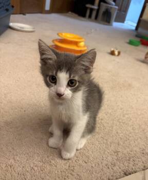 Pebble -  Tabby and Exotic Shorthair Cat Available for Adoption in Dublin, Ohio - Pebble | PetCurious