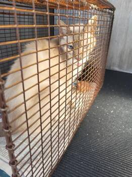 Domestic Medium Hair Cats Available for Adoption - STELLA | PetCurious