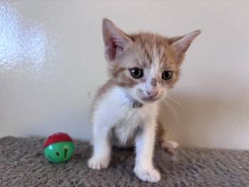 Domestic Short Hair Cats Available for Adoption in Houston, Texas - TINY TIM | PetCurious
