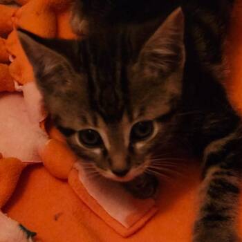 Princess Potassia -  Domestic Short Hair Cat for Adoption in Westminster, California - Princess Potassia | PetCurious