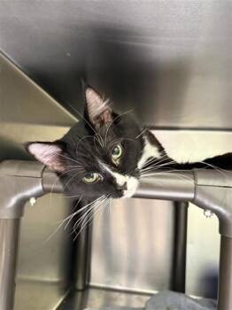 Rescue Domestic Medium Hair and Domestic Short Hair Cats for Adoption in Hutchinson, Kansas - Larry | PetCurious