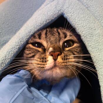 Biitzen -  Domestic Short Hair Cat for Adoption in Westhampton, New York - Biitzen | PetCurious