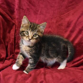 Rescue Domestic Short Hair Cats for Adoption in Searcy, Arkansas - Dale | PetCurious