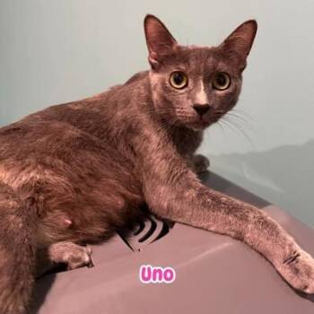 Uno -  Domestic Short Hair Cat Available for Adoption in Phoenixville, Pennsylvania - Uno | PetCurious