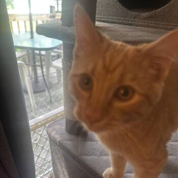 Cheddar Biscuit -  Domestic Short Hair Cat for Adoption in Syracuse, New York - Cheddar Biscuit | PetCurious