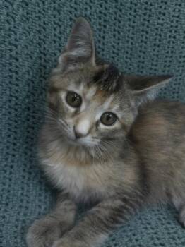 261312  CIcada -  Domestic Short Hair Cat for Adoption in Wetumpka, Alabama - 261312  CIcada | PetCurious