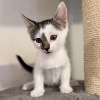 Bella -  Domestic Short Hair Cat for Adoption in Midland, Texas - Bella | PetCurious