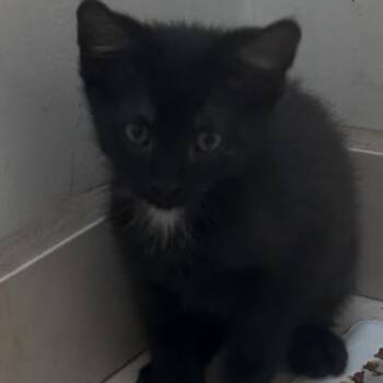 Bubbalicious -  Domestic Short Hair Cat for Adoption in Springfield, Missouri - Bubbalicious | PetCurious