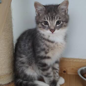 Rescue Domestic Medium Hair Cats for Adoption in Driggs, Idaho - Tea | PetCurious