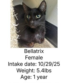 Rescue Domestic Short Hair Cats for Adoption in Staffordsville, Kentucky - Bellatrix | PetCurious