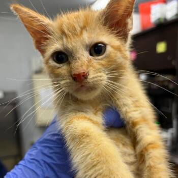 Mario -  Domestic Short Hair Cat for Adoption in Summerville, South Carolina - Mario | PetCurious