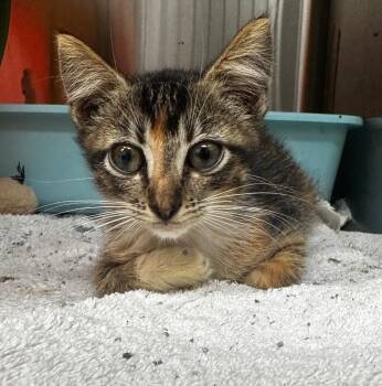 Marble -  Domestic Short Hair Cat for Adoption in Lake City, Arkansas - Marble | PetCurious