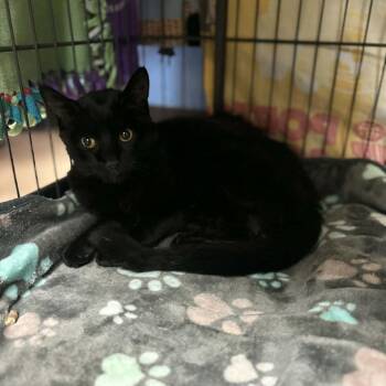 Domestic Short Hair Cats Available for Adoption - Casper - Chino Hills Location | PetCurious