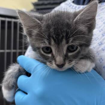 Brooke -  Domestic Short Hair Cat for Adoption in West Palm Beach, Florida - Brooke | PetCurious