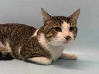 Spot -  Domestic Short Hair Cat for Adoption in Golden Valley, Minnesota - Spot | PetCurious