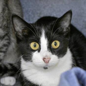 Domestic Short Hair Cats Available for Adoption - Peregrine | PetCurious