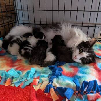 Domestic Medium Hair Cats Available for Adoption in Fairfax Station, Virginia - Dot | PetCurious