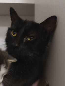 Rescue Domestic Short Hair Cats for Adoption in St. Cloud, Minnesota - Sue | PetCurious