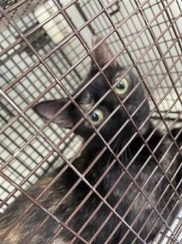 Rescue Domestic Short Hair Cats for Adoption in Houston, Texas - A643649 | PetCurious