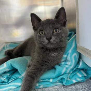 Bear -  Domestic Short Hair Cat for Adoption in Tomah, Wisconsin - Bear | PetCurious