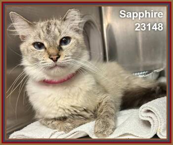 SAPPHIRE -  Domestic Medium Hair Cat for Adoption in Marietta, Georgia - SAPPHIRE | PetCurious