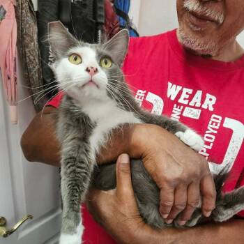 Isis Cat OS NV -  Domestic Medium Hair Cat for Adoption in Las Vegas, Nevada - Isis Cat OS NV | PetCurious