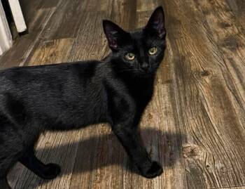 Ares (Brittney-fostered in TN) -  Domestic Short Hair Cat for Adoption in Brighton, Tennessee - Ares (Brittney-fostered In TN) | PetCurious
