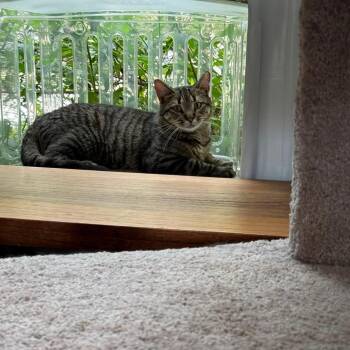 Hank -  Tabby and Domestic Short Hair Cat for Adoption in Newark, New Jersey - Hank | PetCurious