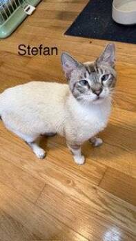 Siamese Cats Available for Adoption in Oakland Park, Florida - Stefan | PetCurious
