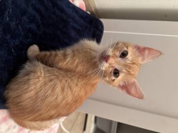 Domestic Short Hair Cats Available for Adoption in Long Beach, California - Yuzu | PetCurious