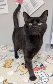 Vinny -  Domestic Short Hair Cat for Adoption in Taylorsville, North Carolina - Vinny | PetCurious