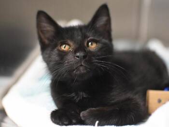 Azure -  Domestic Short Hair Cat for Adoption in Portland, Oregon - Azure | PetCurious