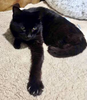 Rescue Domestic Short Hair Cats for Adoption in Lafayette Township, New Jersey - Samantha | PetCurious