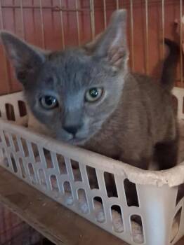 Paloma -  Domestic Short Hair Cat for Adoption in Ogden, Utah - Paloma | PetCurious