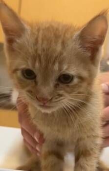 QUINN -  Domestic Short Hair Cat for Adoption in Elizabethton, Tennessee - QUINN | PetCurious