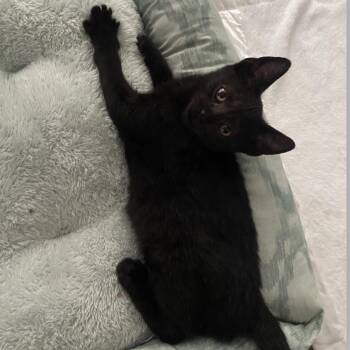 Lego -  Domestic Short Hair Cat for Adoption in Houston, Texas - Lego | PetCurious