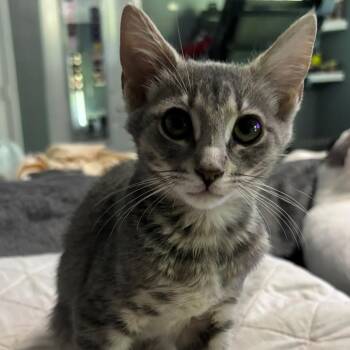 Hot Sauce (Saucey) -  Domestic Short Hair Cat for Adoption in Hinesville, Georgia - Hot Sauce (Saucey) | PetCurious