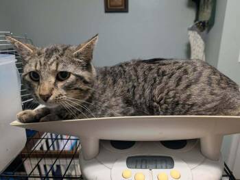 Blaze -  Domestic Short Hair Cat Available for Adoption in Metamora, Illinois - Blaze | PetCurious