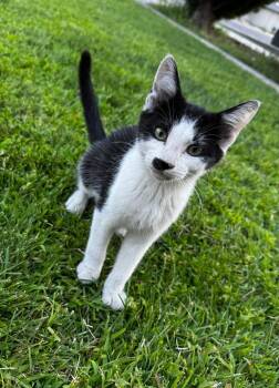 Erica -  Domestic Short Hair Cat for Adoption in Pasco, Washington - Erica | PetCurious