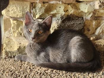 Topaz -  Domestic Short Hair Cat for Adoption - Topaz | PetCurious