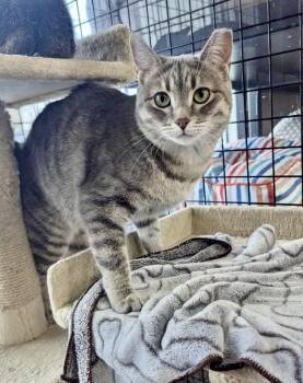 Domestic Short Hair Cats Available for Adoption in Mississauga, Ontario - Amy-Pet Valu Mavis | PetCurious