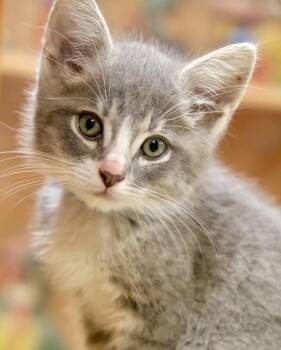 Darwin -  Domestic Short Hair Cat for Adoption in Novato, California - Darwin | PetCurious