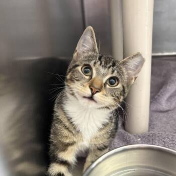Scooter -  Domestic Short Hair Cat for Adoption in Wantagh, New York - Scooter | PetCurious