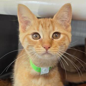 Swaggy -  Domestic Short Hair Cat for Adoption in Fort Wayne, Indiana - Swaggy | PetCurious