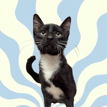 Lucas -  Domestic Short Hair Cat for Adoption in Laredo, Texas - Lucas | PetCurious