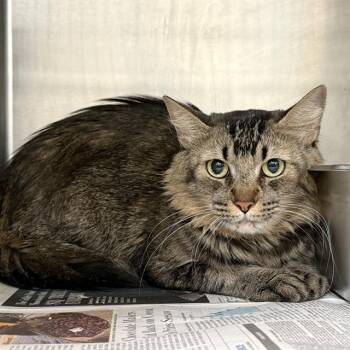 NIKE -  Domestic Long Hair Cat for Adoption in Las Vegas, Nevada - NIKE | PetCurious