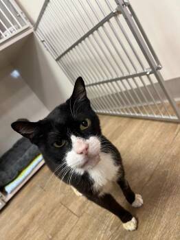 Corey -  Domestic Short Hair Cat for Adoption in Corpus Christi, Texas - Corey | PetCurious